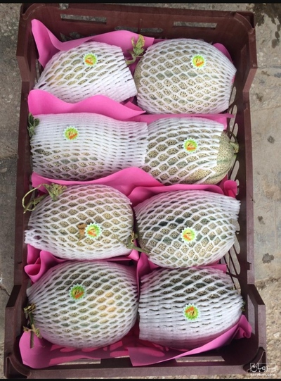 فروش خربزه جانا