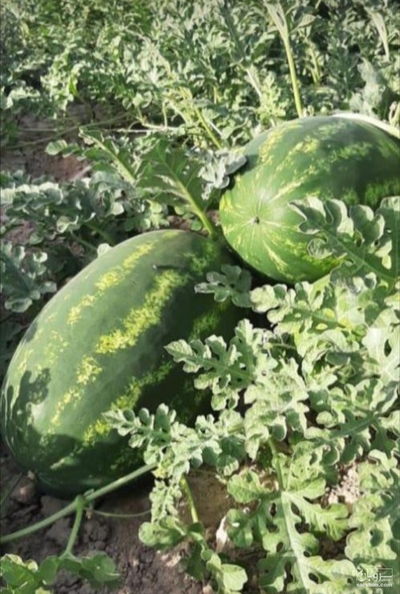 فروش هندوانه بیضی