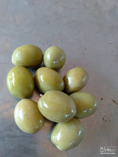 فروش زیتون شور