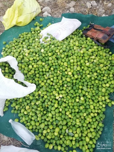 فروش لیموترش