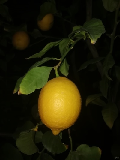 فروش لیموترش سنگی