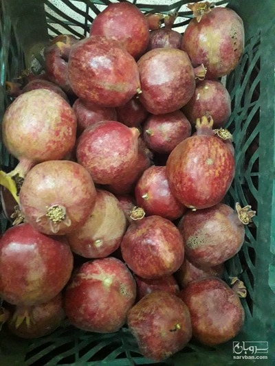 فروش انار