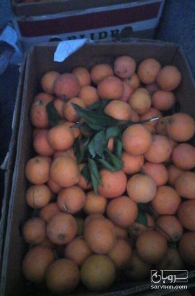 فروش پرتقال