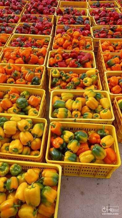 فروش فلفل دلمه ای