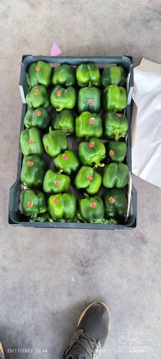 فروش فلفل دلمه ای سبز