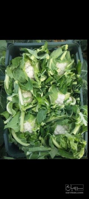 فروش گل کلم