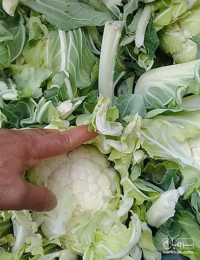 فروش گل کلم