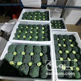 فروش کلم بروکلی