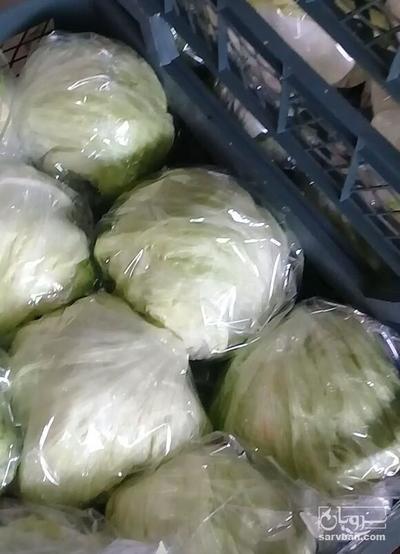 فروش کاهو ایسبرگ