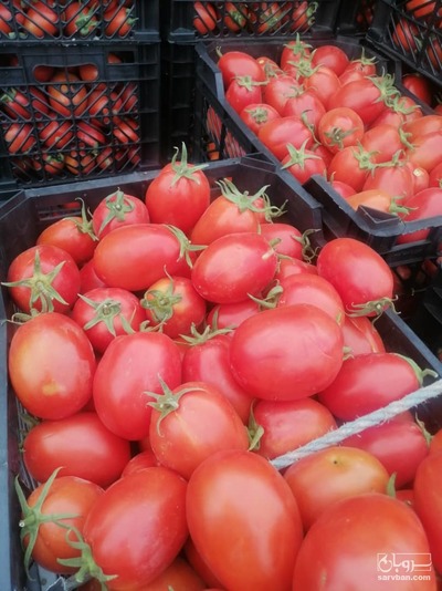 فروش گوجه فرنگی متین