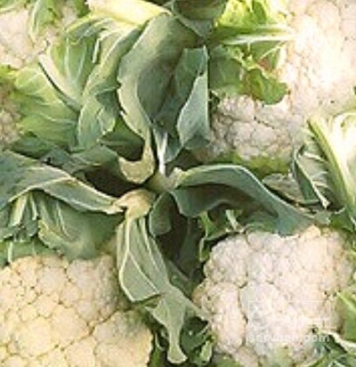 فروش گل کلم