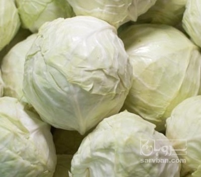 فروش کلم برگی سفید