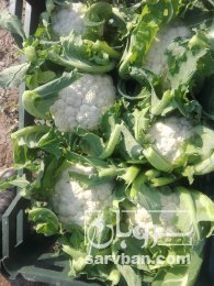 فروش گل کلم