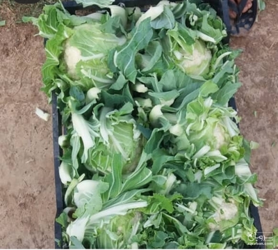 فروش گل کلم