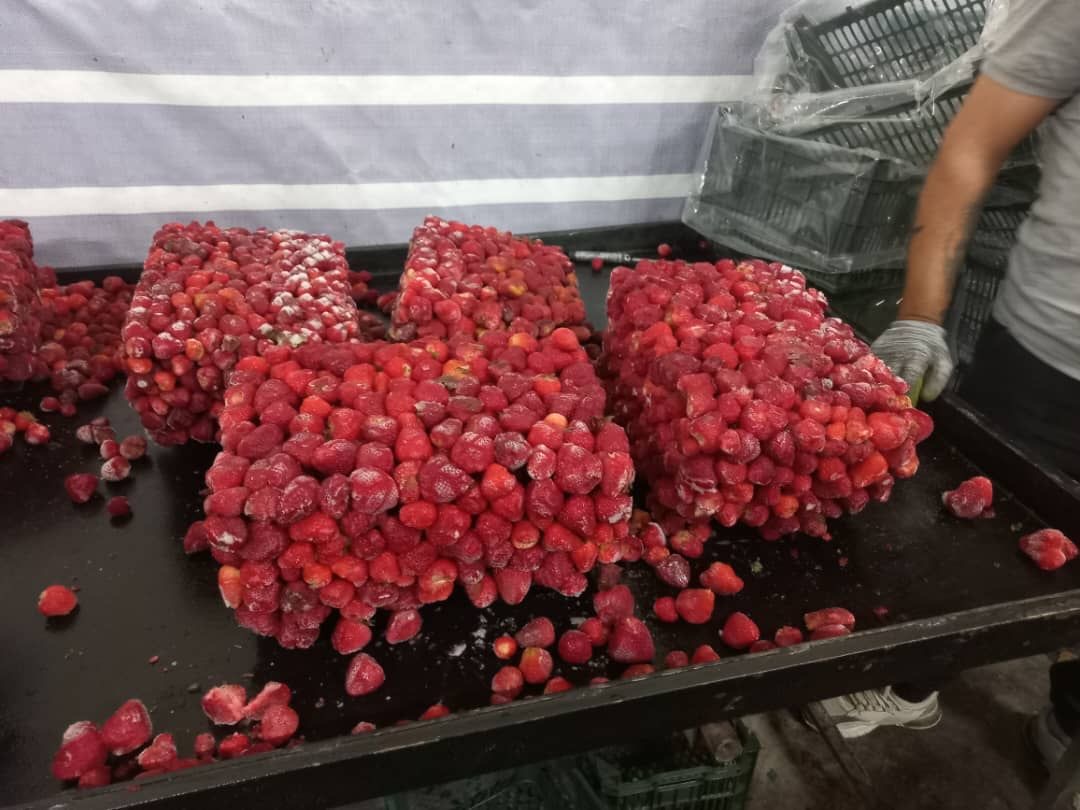 فروش توت فرنگی منجمد