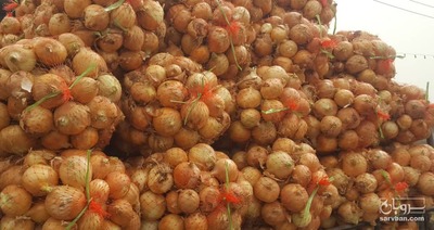 فروش پیاز طلایی