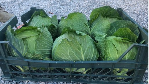 فروش کلم سفید