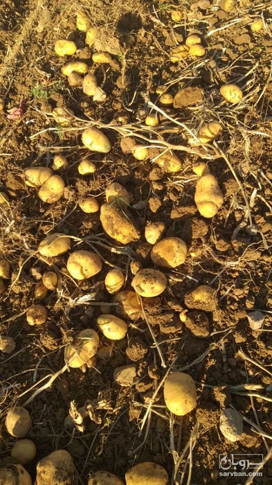 فروش سیب زمینی اگریا