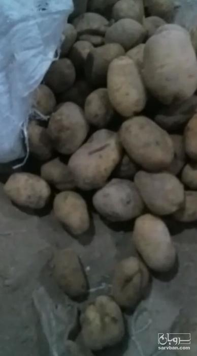 فروش سیب زمینی اگریا