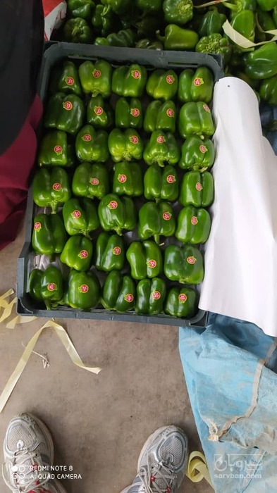 فروش فلفل دلمه ای سبز