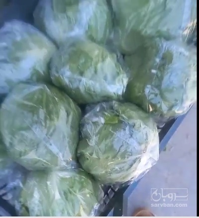 فروش کاهوآیسبرگ