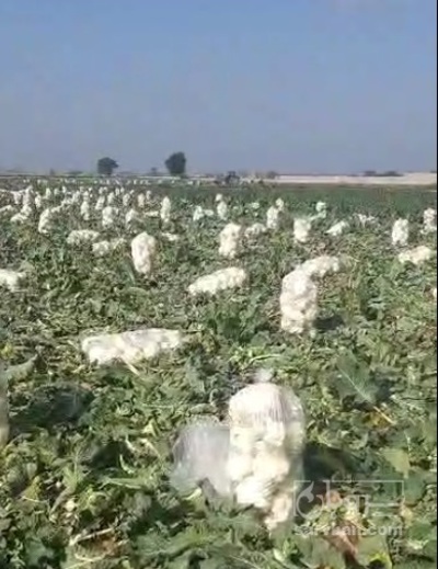 فروش گل کلم