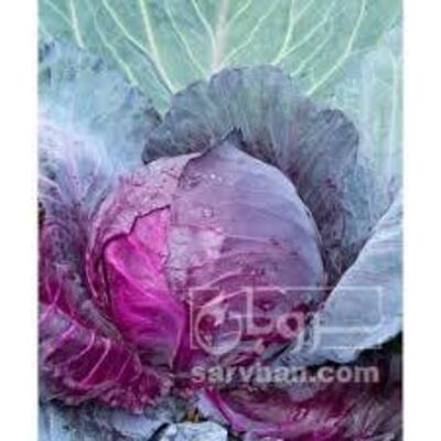 فروش کلم قرمز