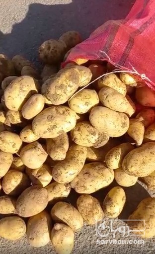 فروش سیب زمینی جلی