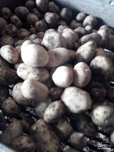 فروش سیب زمینی اگریا
