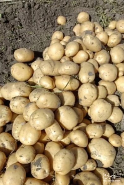 فروش سیب زمینی سانتا