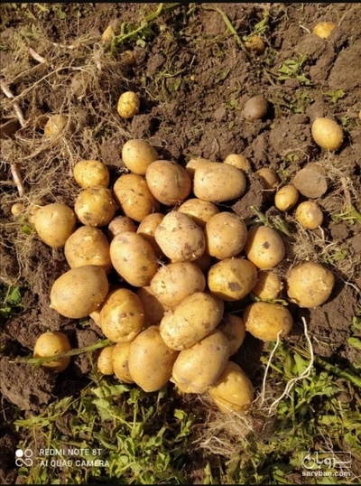 فروش سیب زمینی جلی