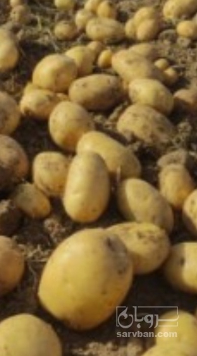 فروش سیب زمینی سانتا سردخانه ایی