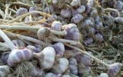 فروش سیر علفی