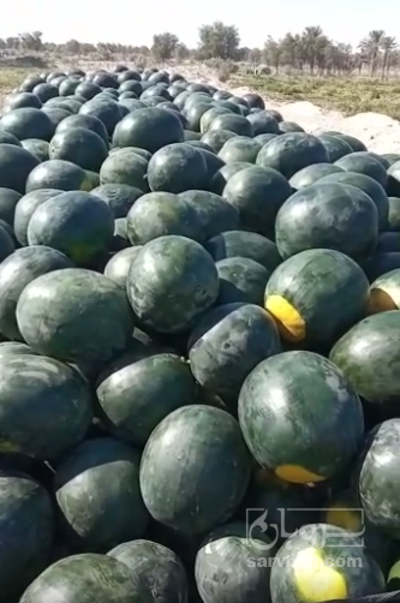 فروش هندوانه سیاه جیرفت