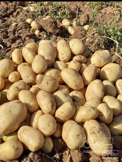 فروش سیب زمینی