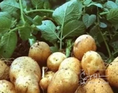 فروش سیب زمینی بذری اگریا