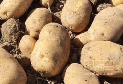 فروش سیب زمینی بذری کارلیا