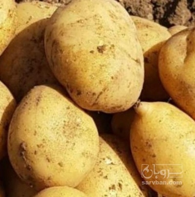 فروش سیب زمینی بذری کلمبا
