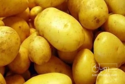 فروش سیب زمینی اگریا کله