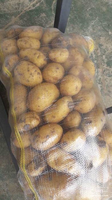 فروش سیب زمینی