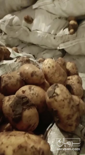 فروش سیب زمینی جیلی