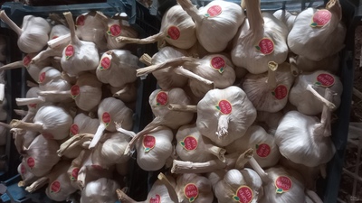 فروش سیر خشک -