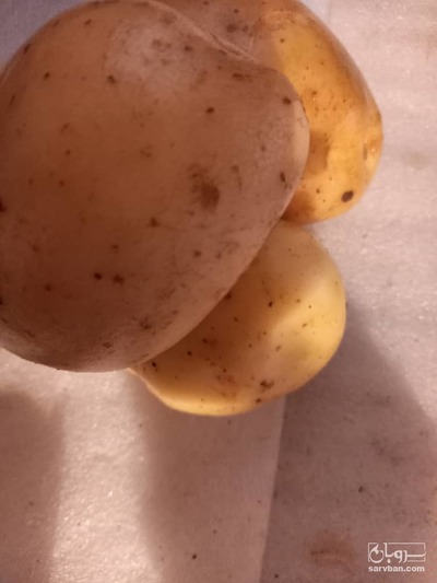 فروش سیب زمینی