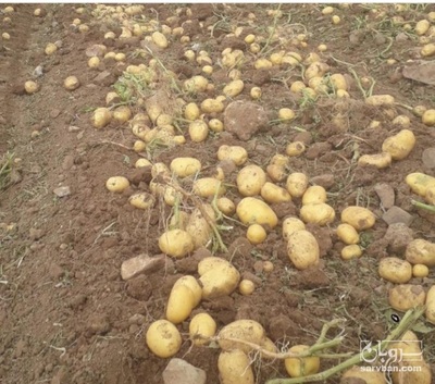 فروش سیب زمینی