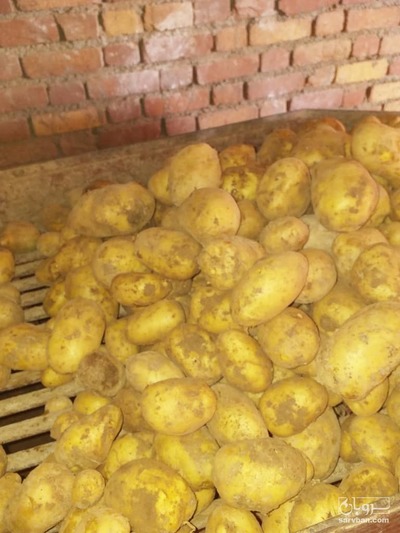فروش سیب زمینی بامبا