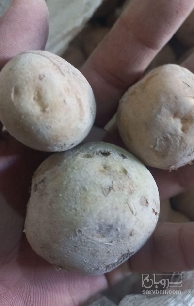 فروش سیب زمینی دامی