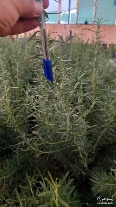 فروش رزماری شاخه بریده