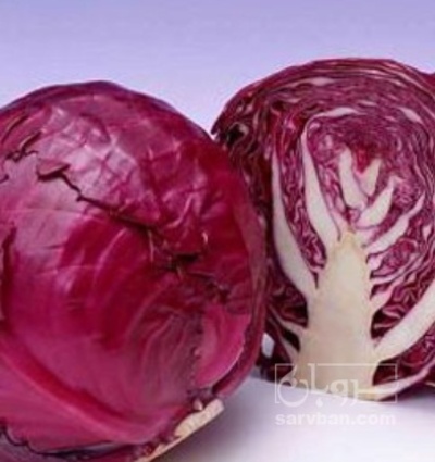 فروش کلم برگی بنفش