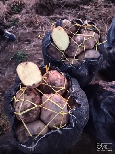 فروش سیب زمینی مارفونا