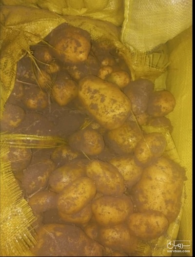 فروش سیب زمینی اسپریت